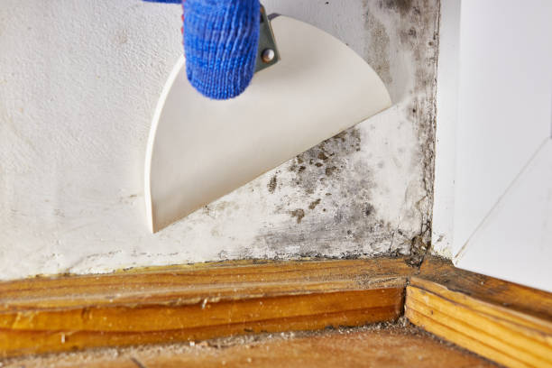 Best Dehumidification Services  in Winslow, AZ